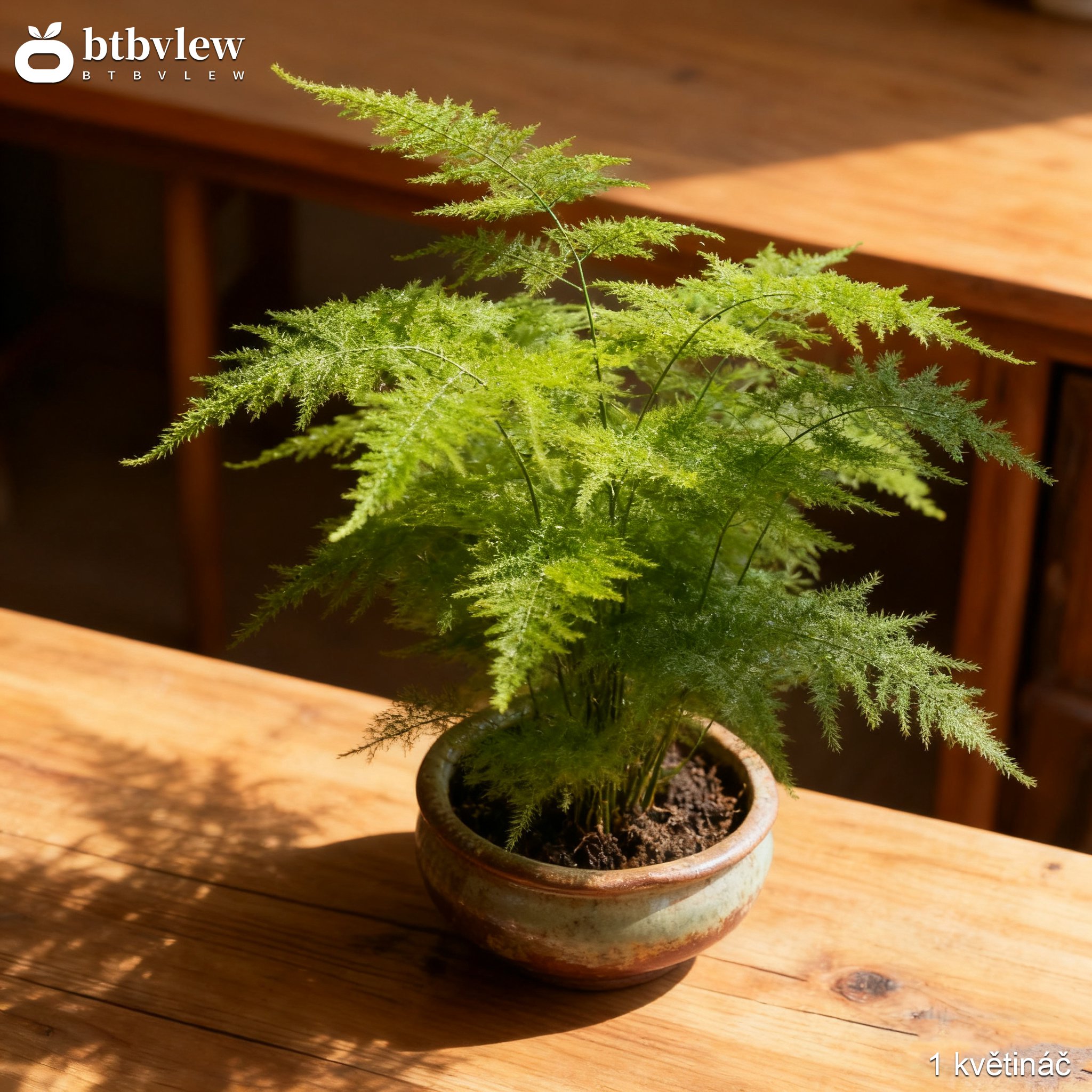 Bambusová kapradina v květináči do interiéru