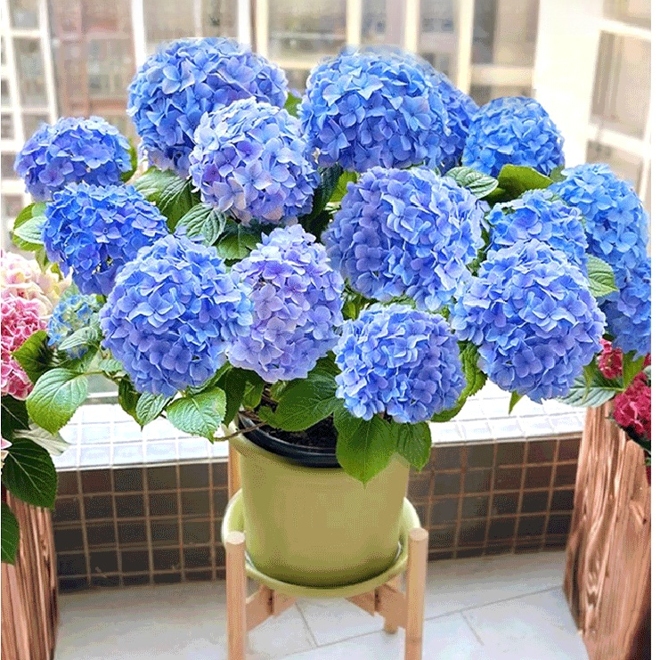 全品種繡球花苗