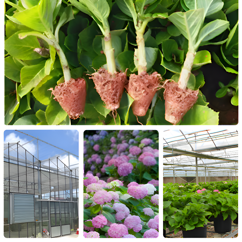 全品種繡球花苗