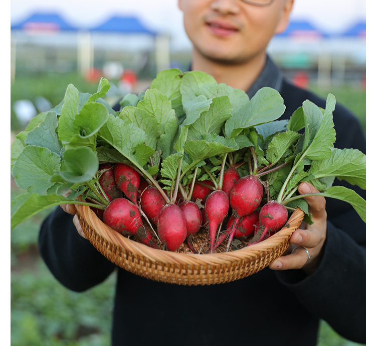 Red Skin White Flesh Cherry Radish Seeds