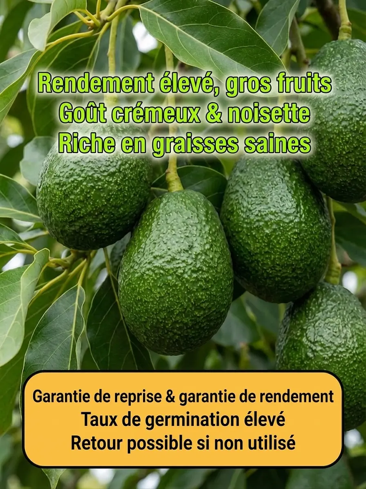 Avocatier Hass "Récolte Express" : Le Seul Arbre qui Résiste à -38°C