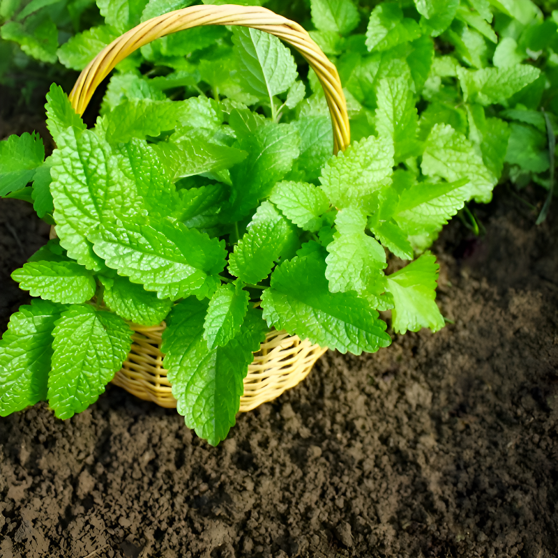 사계절 파종 가능한 모기 퇴치 허브 레몬 민트 씨앗 발코니 화분 재배