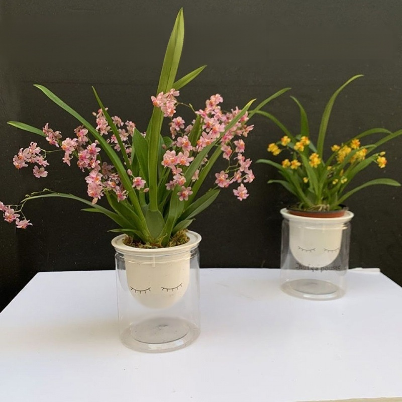 水耕四季開花香水文心蘭