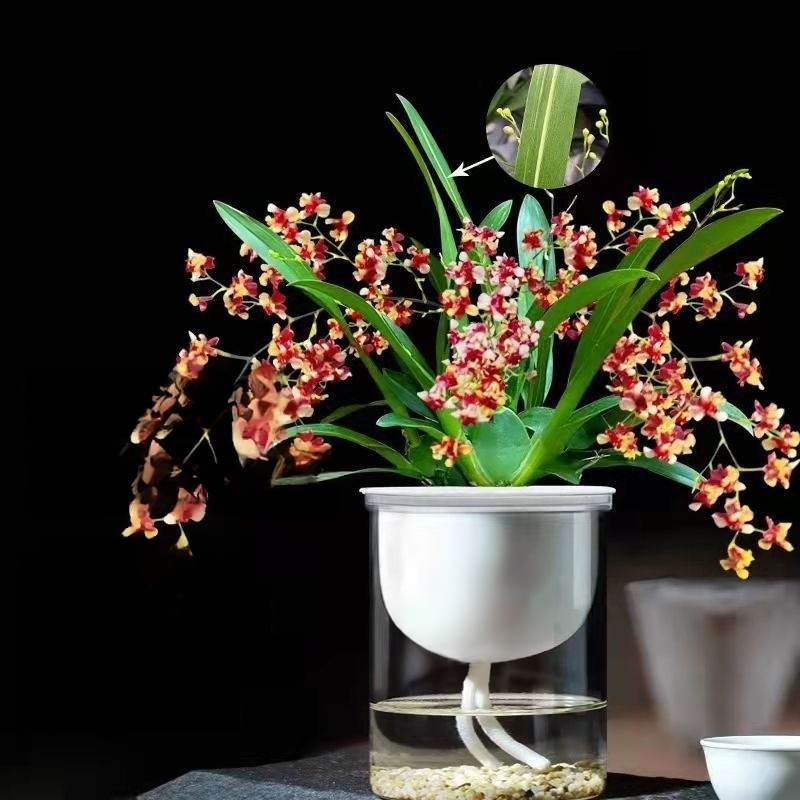 水耕四季開花香水文心蘭