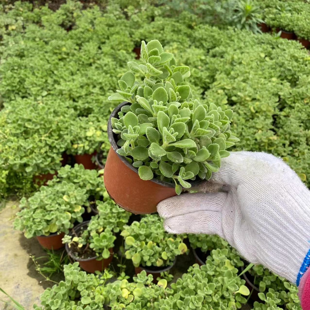 Mosquito-Repelling Potted Mint Plant
