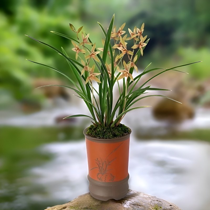 향기로운 온시디움 이끼 공