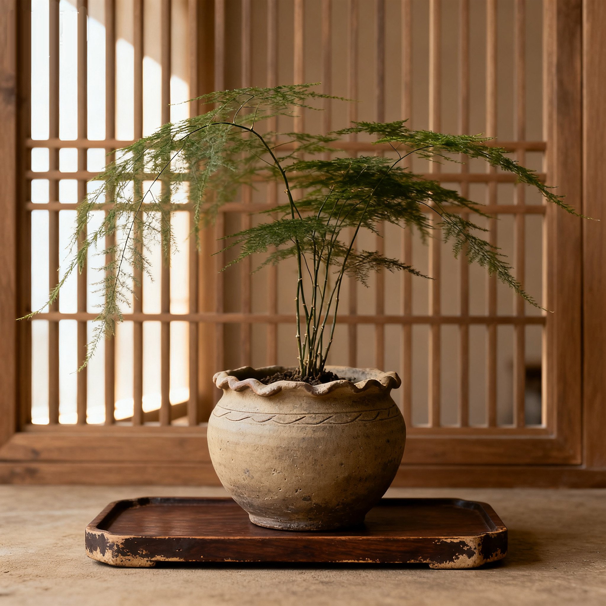 ต้นเฟินตกแต่งบ้านในกระถาง