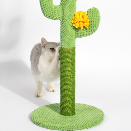 Arbre à chat cactus