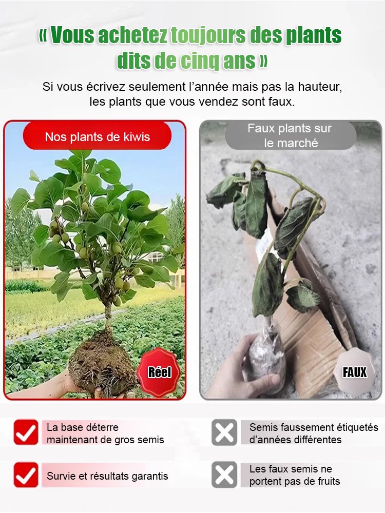 【Augmenter la puissance masculine】Plantules de kiwi biologique de Nouvelle-Zélande