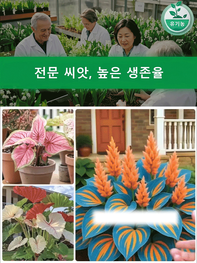 희귀 콜레우스 씨앗