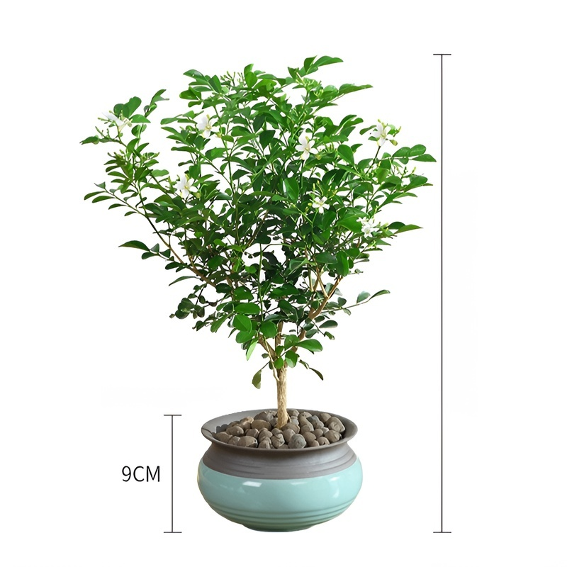 사계절 꽃피는 구리향 화분식물