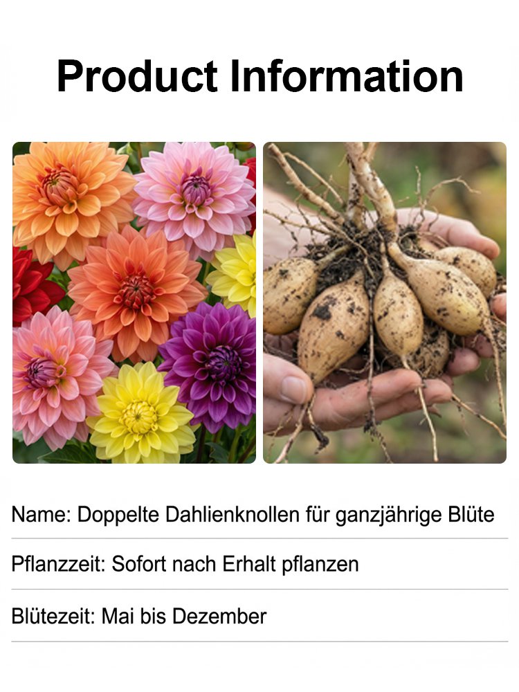 Doppelte Dahlienknollen für ganzjährigen Blütenzauber