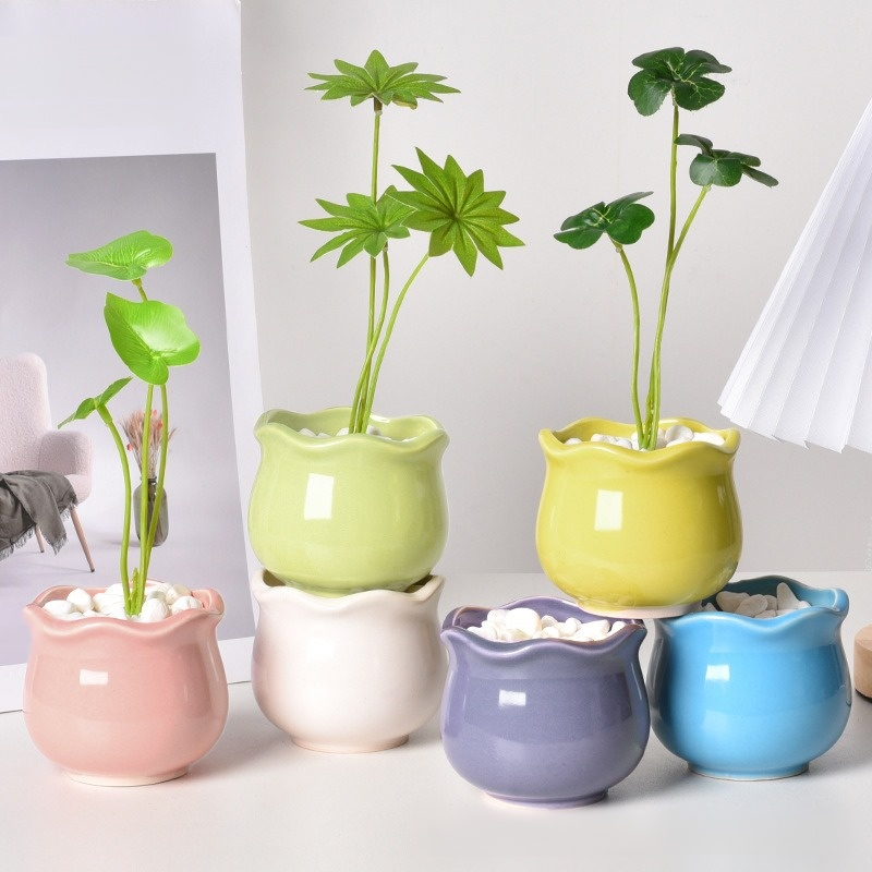 인테리어용 미니 선인장 다육이 화분 세트