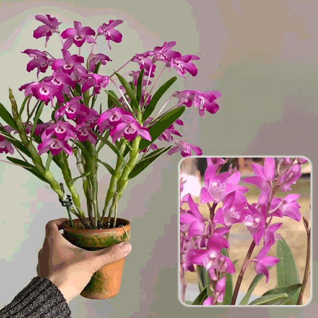 Potted Dendrobium Orchid
