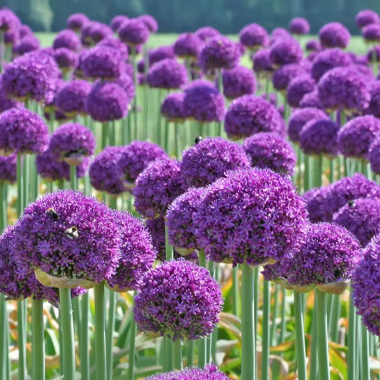 Zierlauch im Topf, einfach zu pflanzen, schnelle Wurzelbildung, Blüte im ersten Jahr