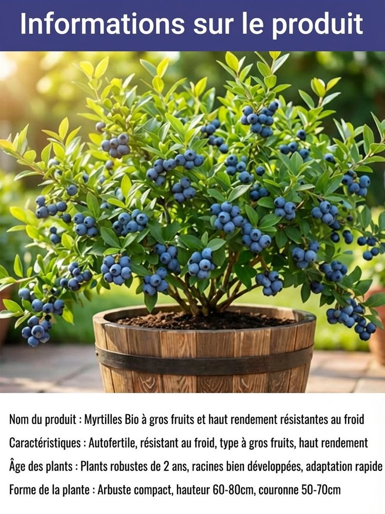 Plant de myrtillier bio à gros fruits, haute production, garantie de reprise ou remboursé
