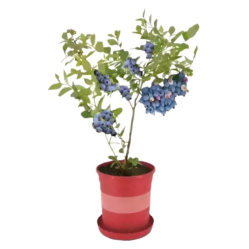 블루베리 화분 묘목