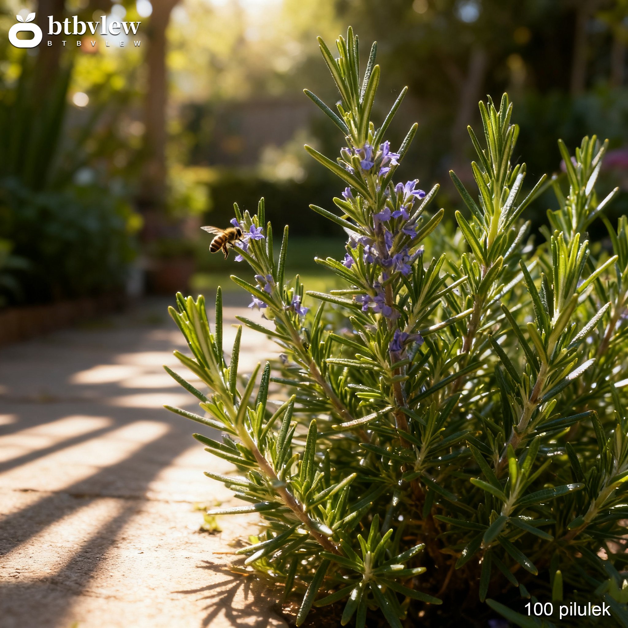 Rozmarýnová semena