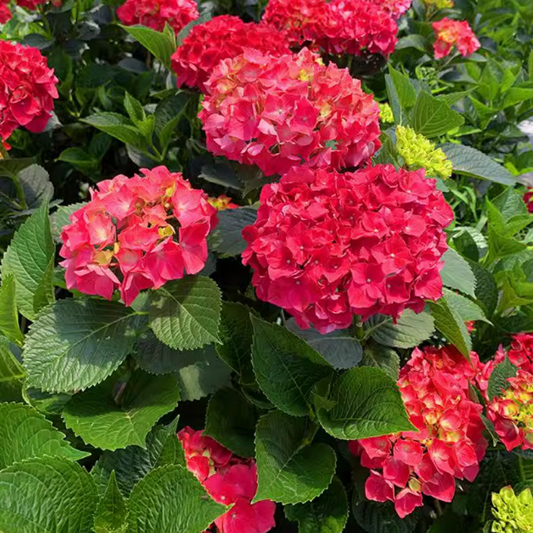 เมล็ดไฮเดรนเจียสำหรับปลูกในกระถาง ทั้งในร่มและกลางแจ้ง ไม้ดอกยืนต้น