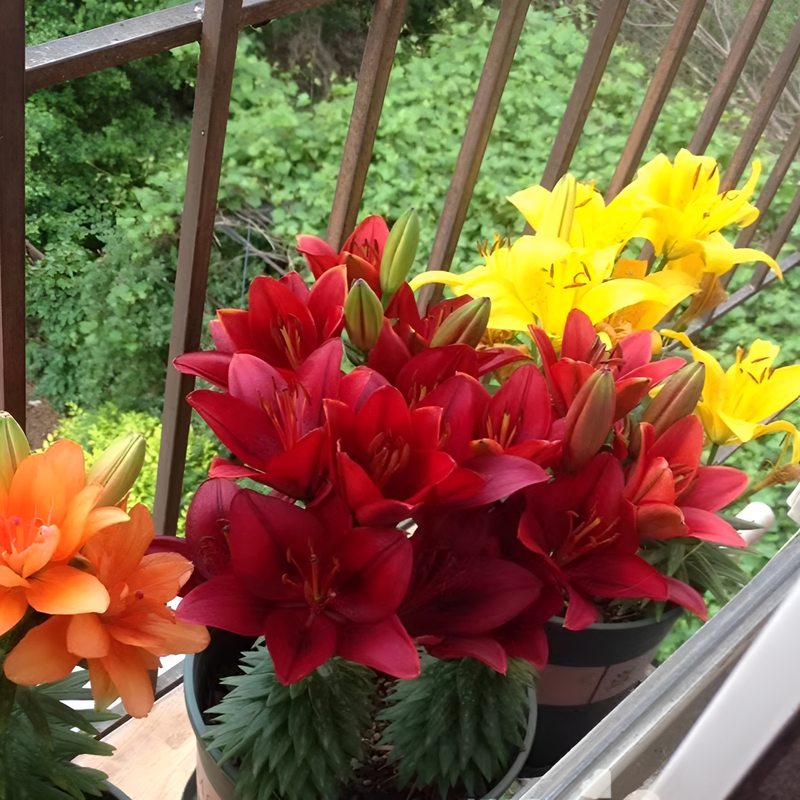 Lirios de interior en maceta