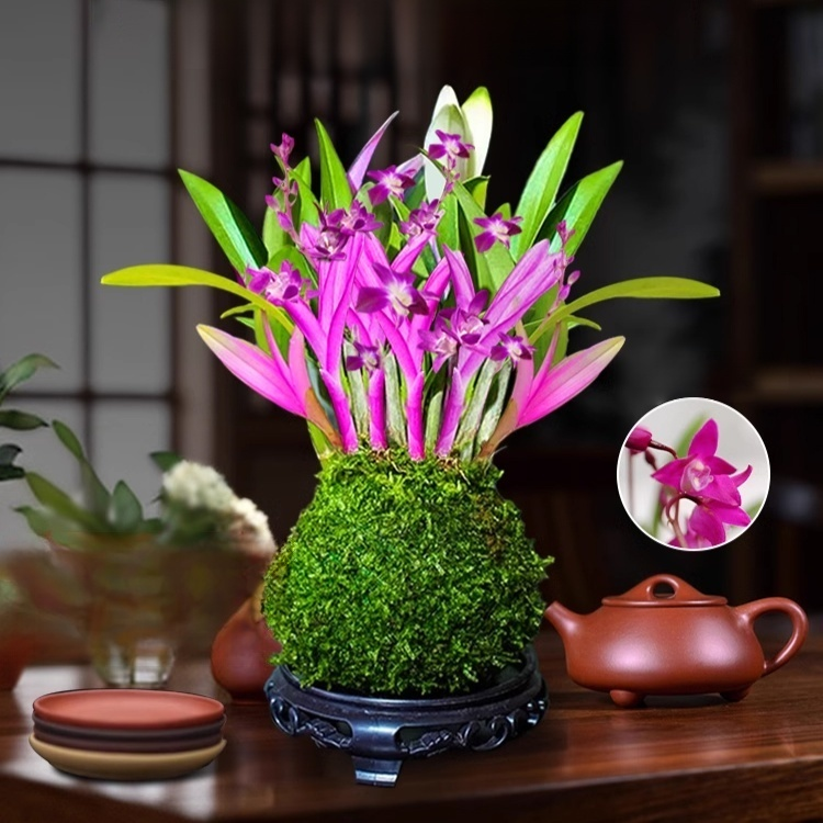 덴드로비움 꽃과 녹색 식물