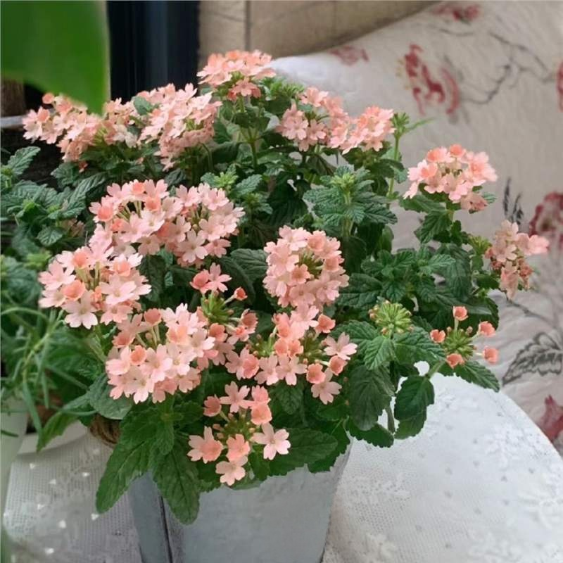 Four Seasons Planting Verbena Seeds