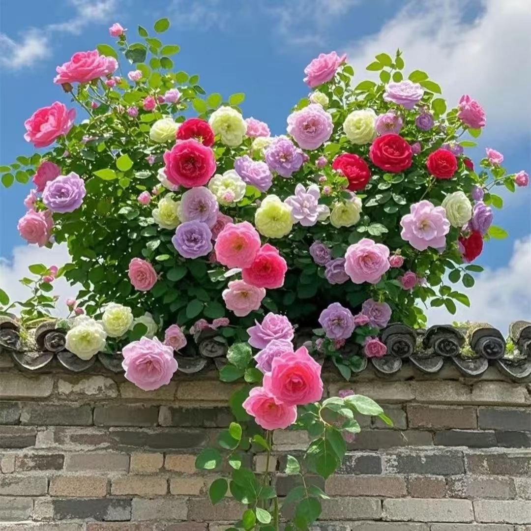 이중 꽃잎 장미