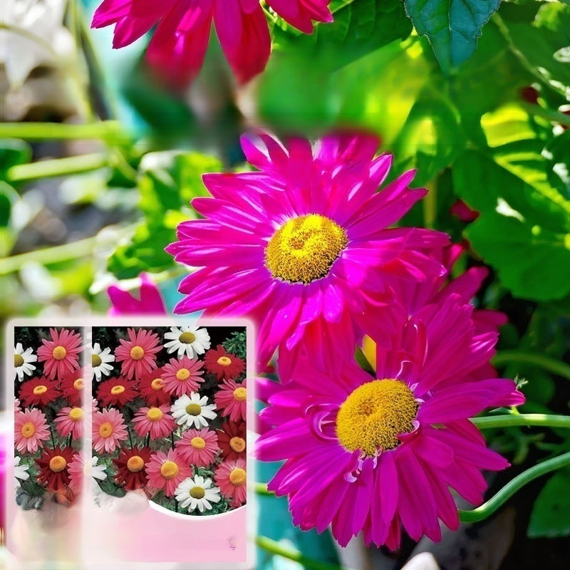 혼합 컬러 사계절 모기 차단 화분