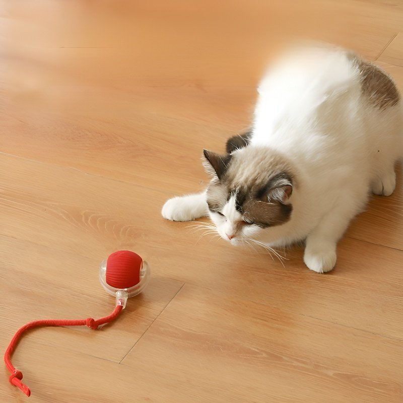 Pour passer le temps, promenez le chat, jouez avec le chien et jouez à la balle.