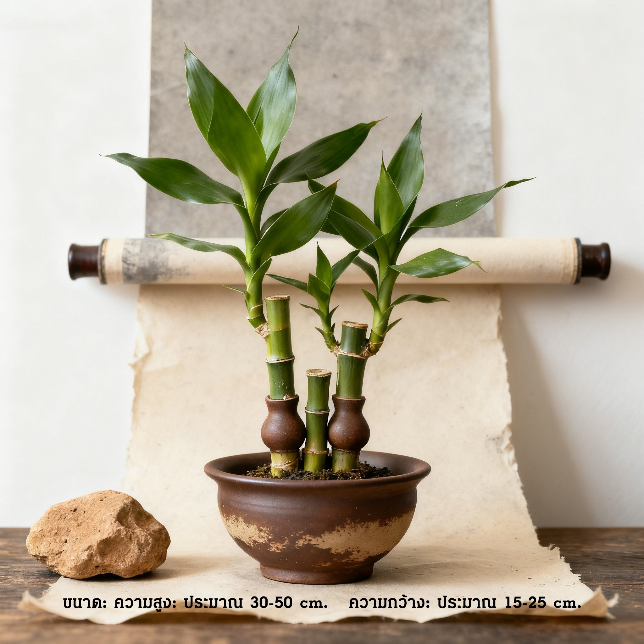 ไผ่กวนอิมกระถางประดับโต๊ะทำงาน