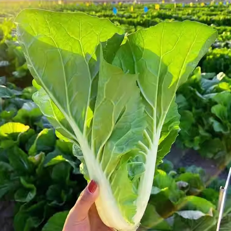 Semillas de Col China de Colores