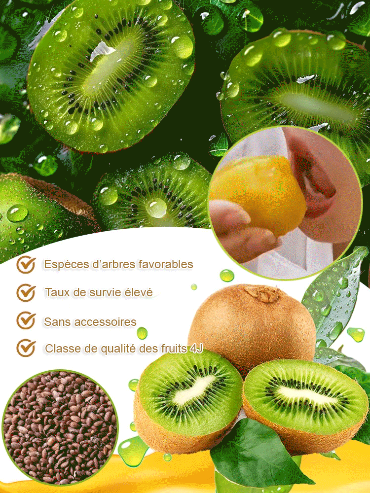 【Augmenter la puissance masculine】Plantules de kiwi biologique de Nouvelle-Zélande