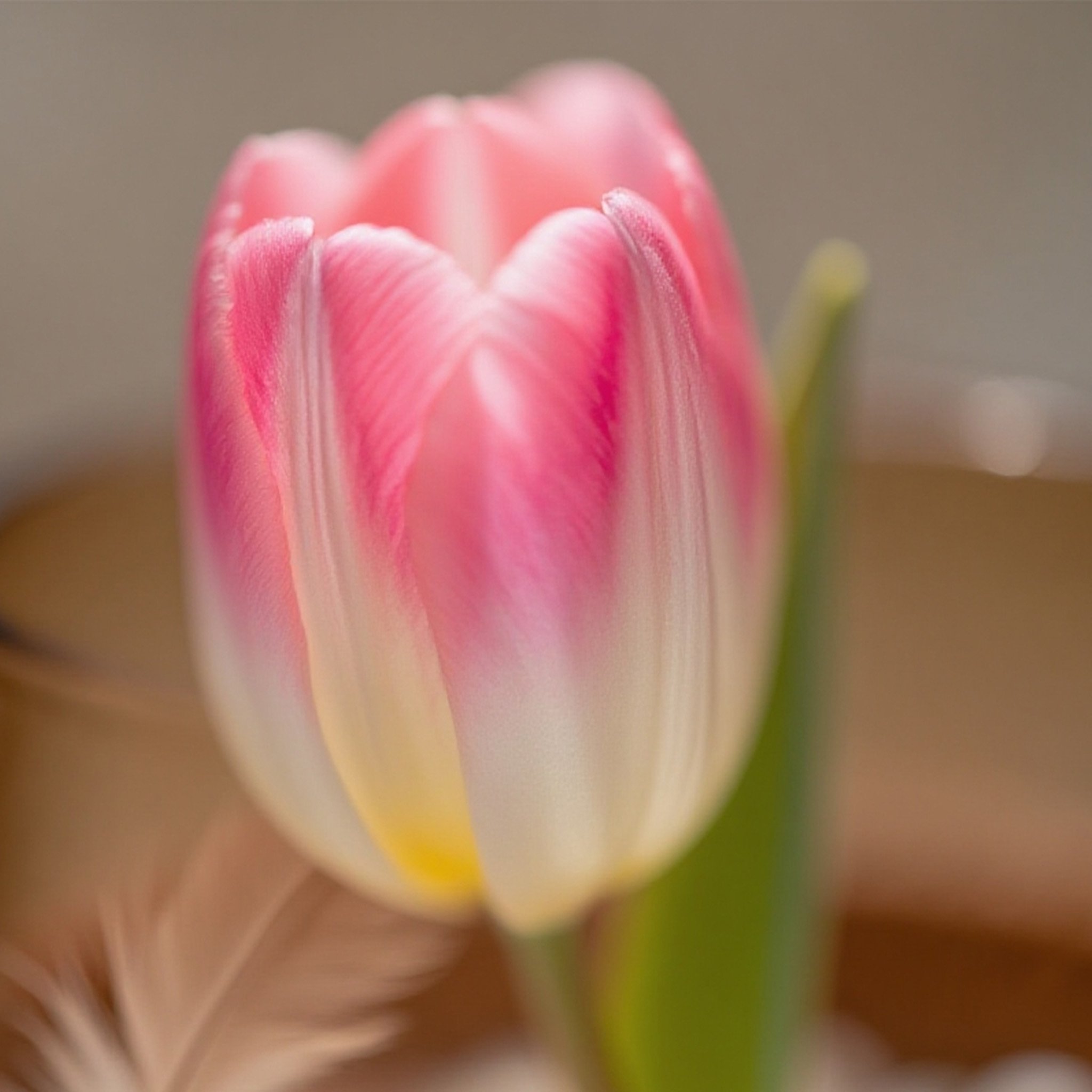 ชุดหัวพันธุ์ทิวลิปไฮโดรโปนิกส์ 5 หัว พร้อมขวด