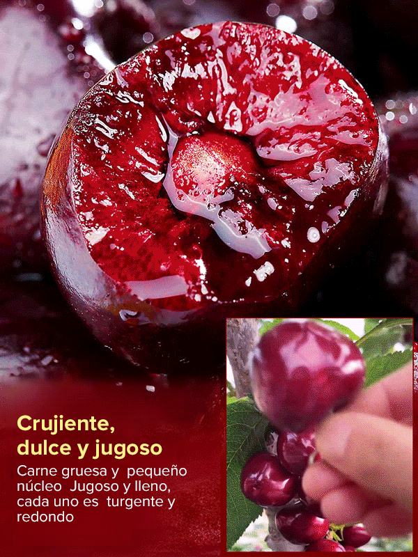 Plántula de cerezo que da frutos el mismo año, fructificación rápida