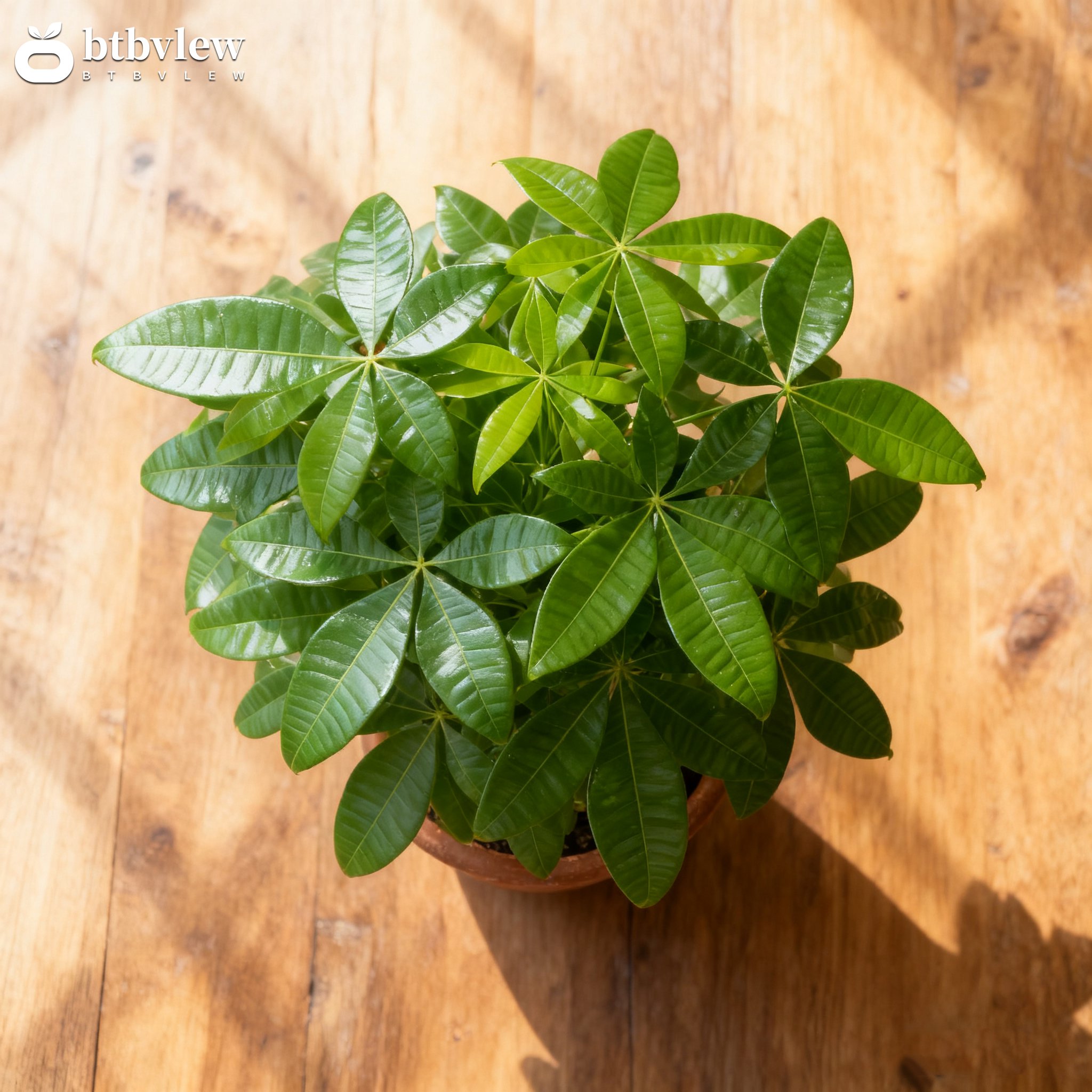 Detail listů Ficus prosperující