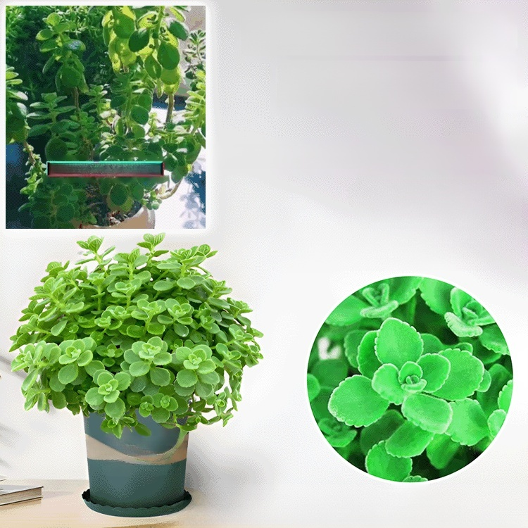 Vnitřní čistička vzduchu rostlina Plectranthus
