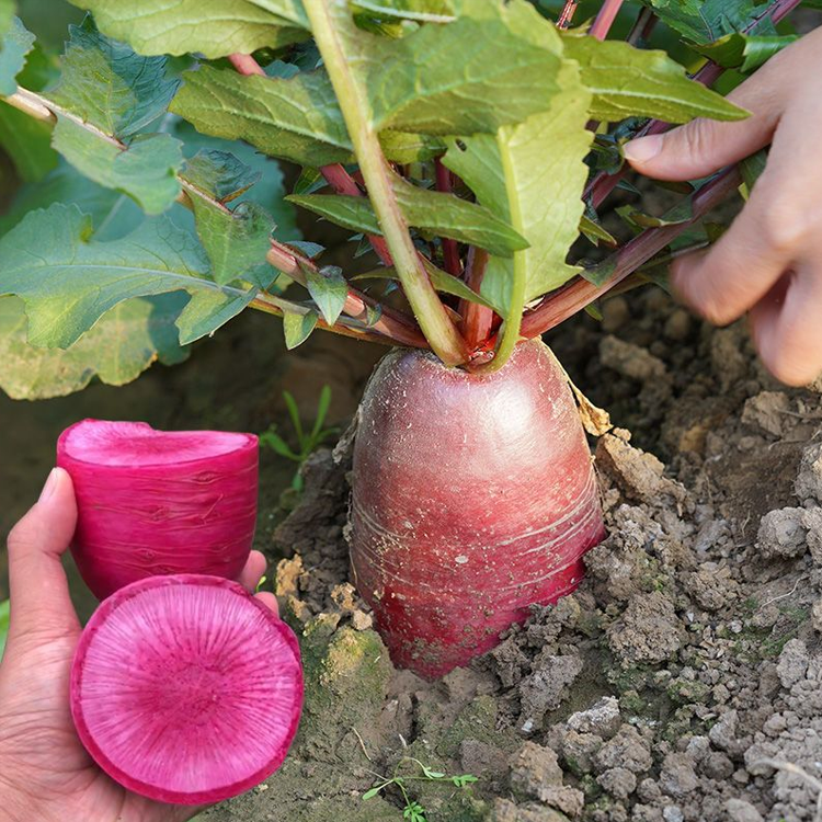 หัวไชเท้าแดงรูปหัวใจสับปะรด