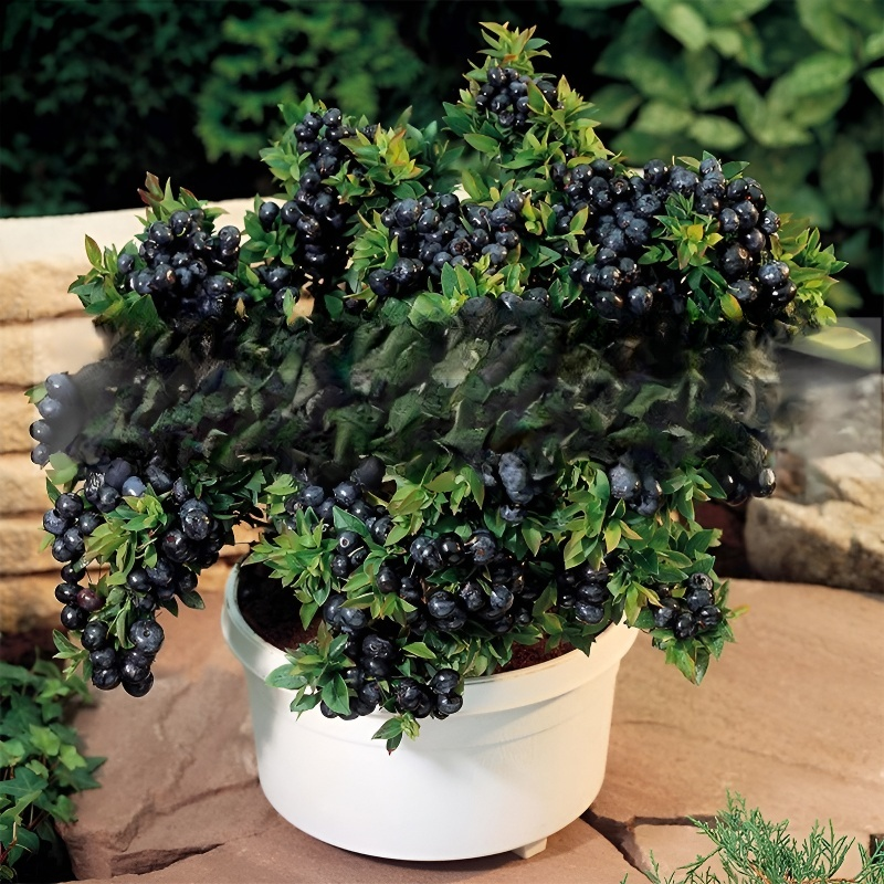 블루베리 화분 묘목