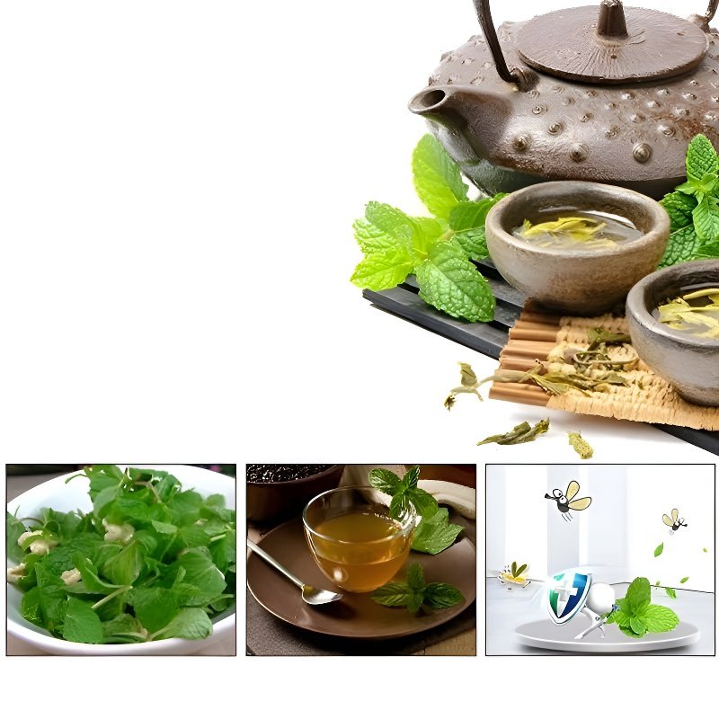 사계절 파종 가능한 모기 퇴치 허브 레몬 민트 씨앗 발코니 화분 재배