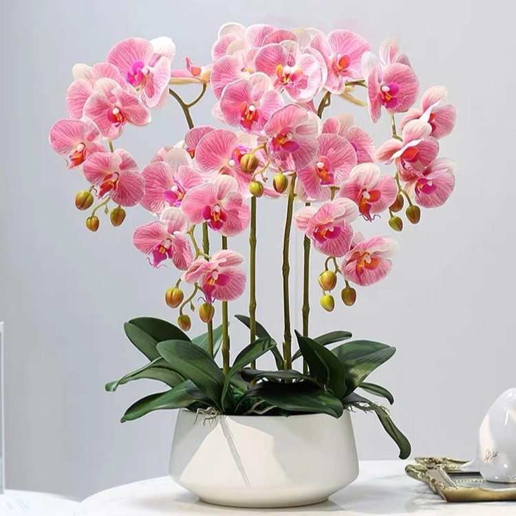 팔레노프시스 난초 실내 식물