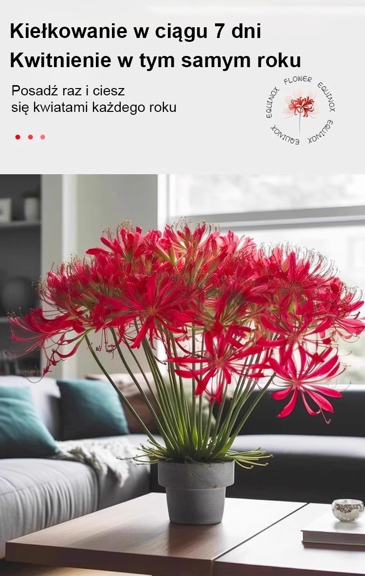 Zbliżenie na płatki Lycoris