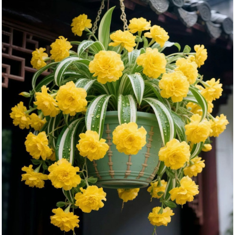 Semillas de Planta Colgante de Perfume