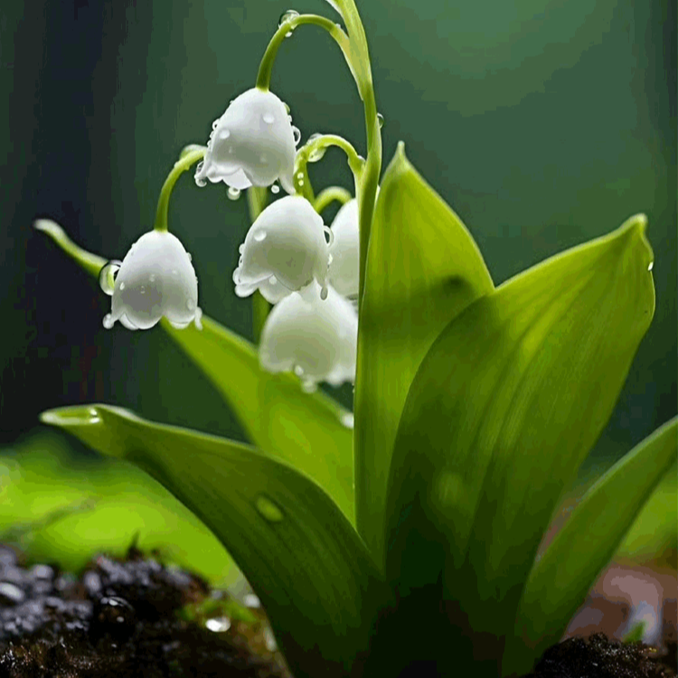 Perfume Suzuki bola de semillas