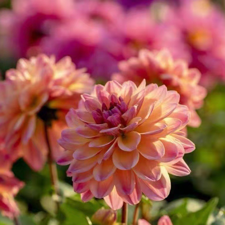 사계절 내내 꽃을 피우는 달리아