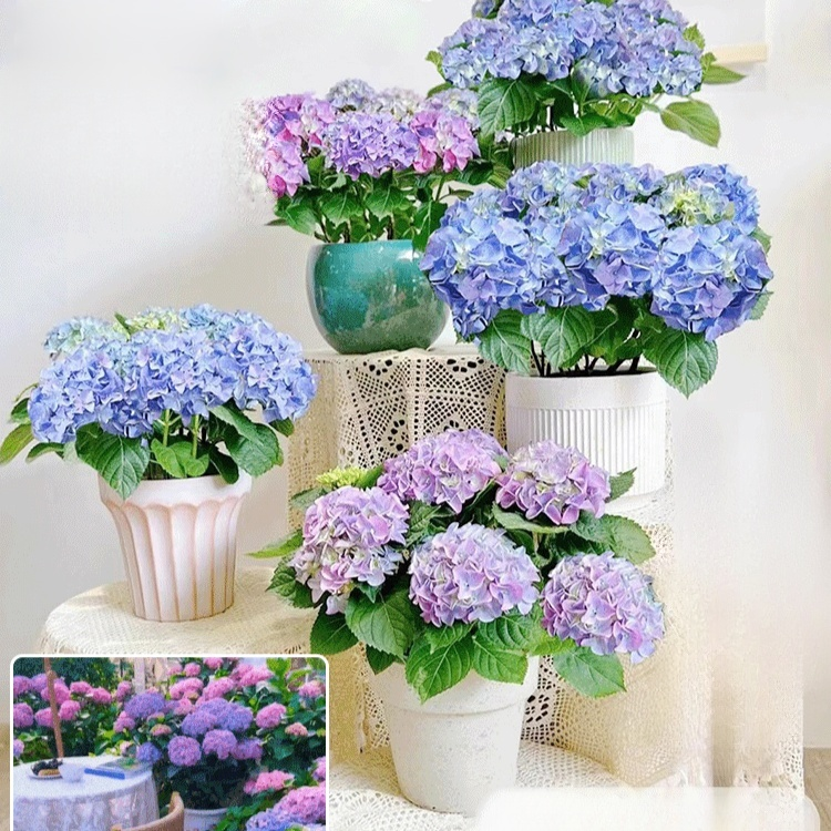 全品種繡球花苗