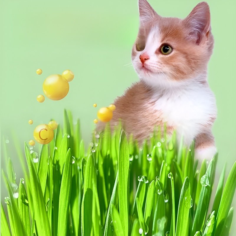 Bac à herbe à chat hydroponique sans terre