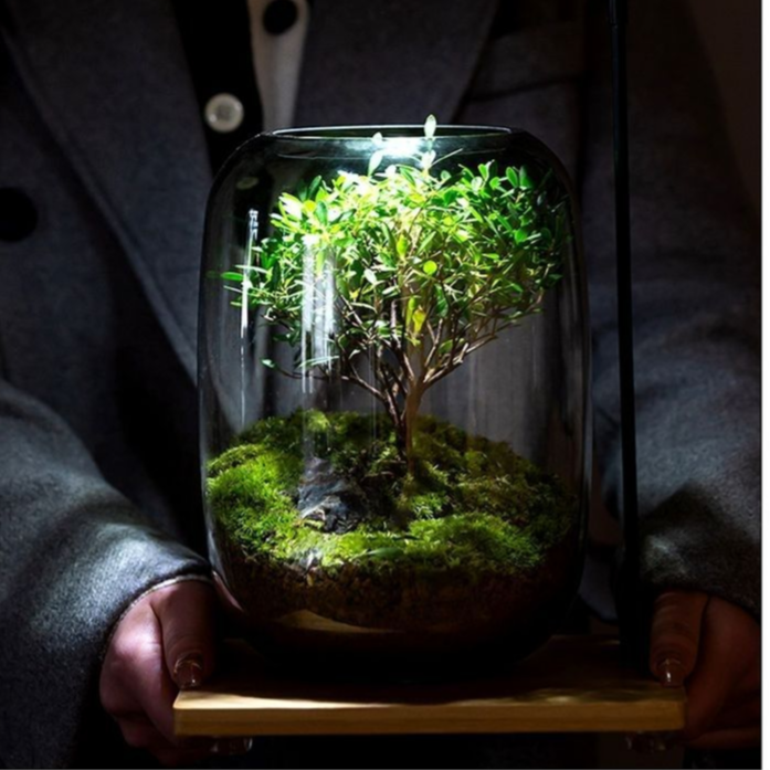 ミクロ景観エコボトル花瓶盆栽