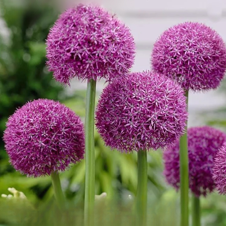 Zierlauch im Topf, einfach zu pflanzen, schnelle Wurzelbildung, Blüte im ersten Jahr