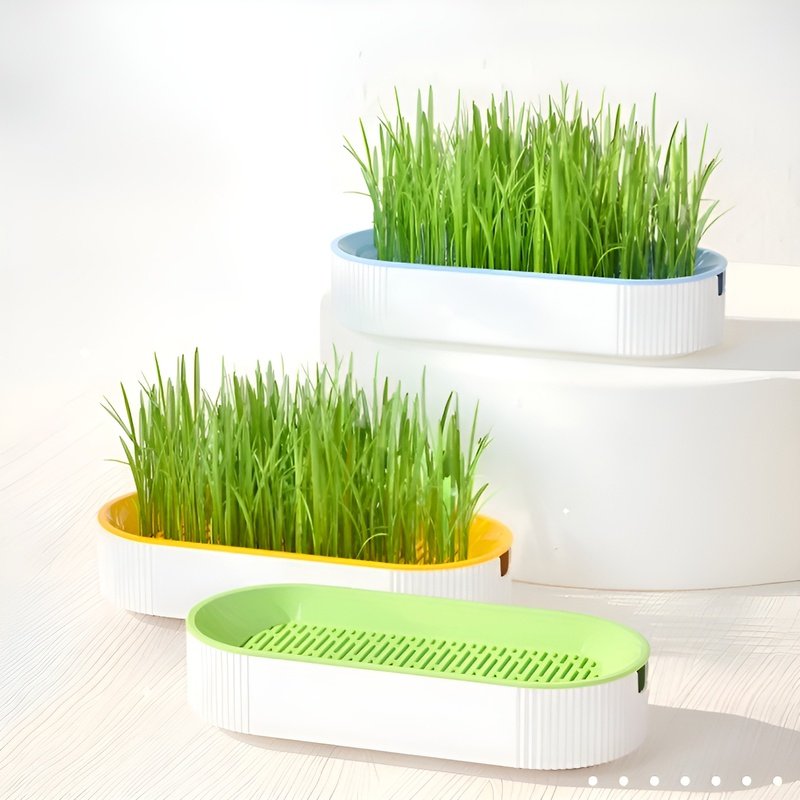 Caja para cultivar hierba para gatos sin tierra