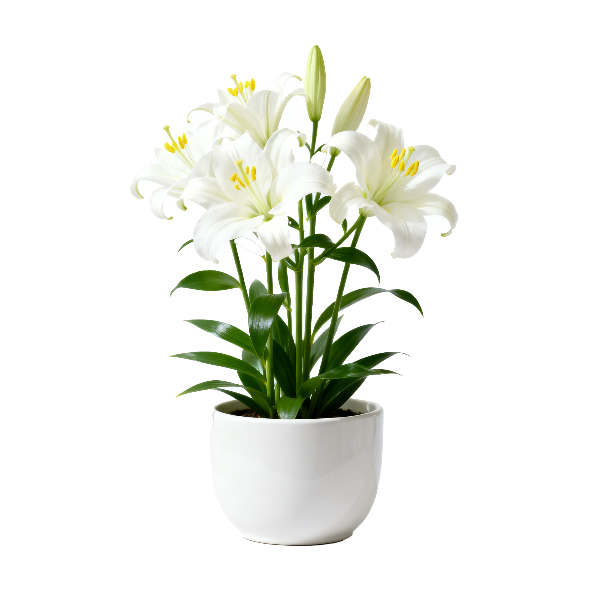 향기로운 백합 화분 꽃